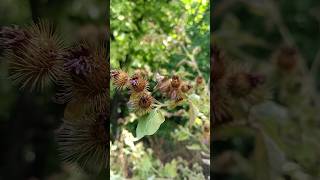 Arctium minus bardana o lampazo [upl. by Eicyal]