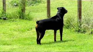 My Rottweiler Barking at dog next door [upl. by Alverson]