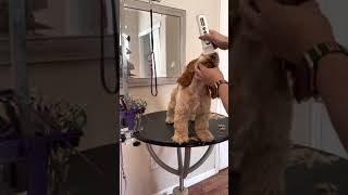 Grooming the Cocker Spaniel Puppy [upl. by Pavier]