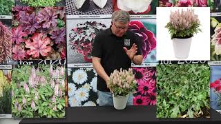 TERRA NOVA® Nurseries Inc  Tiarella Pink Skyrocket [upl. by Susanetta]