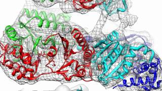 Architecture of the 26S Proteasome [upl. by Reppep]