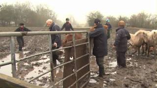 20 ponies rescued from a life of misery [upl. by Ettelracs263]