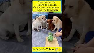 Bob fechou a cara 😂😂😂 pets dog doguinhos cachorroslabrador [upl. by Huskey]