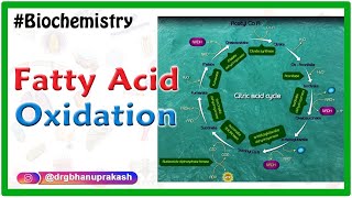 Fatty AcidOxidation  Beta oxidation of fatty acids  Biochemistry Animations [upl. by Calan]