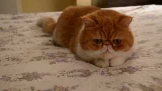 Extremely Cute Cat Video of an Exotic shorthairflat face cat [upl. by Cutcliffe146]