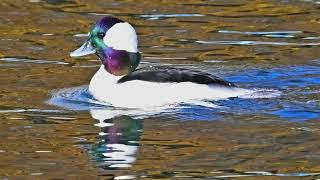 Bufflehead Ducks [upl. by Dnanidref]