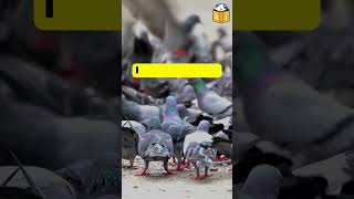 Controversy Erupts As German Town Votes For Mass Killing Of Pigeons animals birds [upl. by Myrtice]