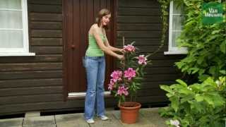 How to grow lilies with Van Meuwen [upl. by Ynottirb]