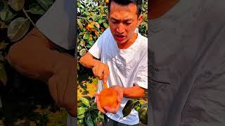 The whole process of picking persimmons fruit farm [upl. by Boutis]