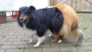 VDH Shelties vom Ponyhügel Hier entstand unser LWurf Hunde Deckakt [upl. by Dane]