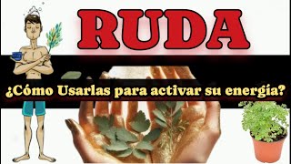 Ruda activa su energía Suerte Protección y Purificación ruda planta despojo [upl. by Weld]