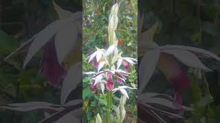 Phaius Orchids Closeup View [upl. by Hsur]