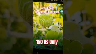 Atibala Seed for Plant Germination 150 Rs Only Order Now Pan India Delivery atibalaplant [upl. by Anemaj]