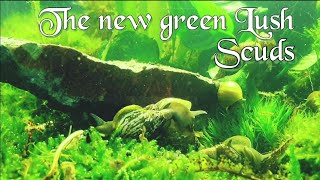 Garden moss Aquarium  new Green Lush  aquatic isopod [upl. by Colson]