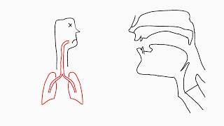 Phonetics Articulation [upl. by Enilraep]