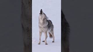 Sounds of Coyote Howling  Canis latrans Sounds [upl. by Hardwick]