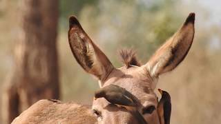 Yellowbilled Oxpecker 2018 [upl. by Akiemat]