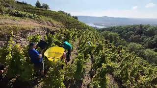 Les vendanges au coeur du vignoble Hervé Avallet Appellation CONDRIEU [upl. by Llenra]