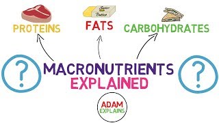 What Are Macronutrients  Macros Explained [upl. by Aizahs352]