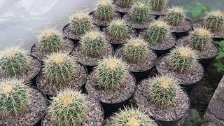 Mi cultivo de echinocactus grusonii tengo que transplantar más de 100 biznagas [upl. by Ares]