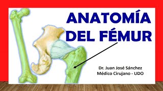 🥇 Anatomía del FÉMUR Fácil Rápida y Sencilla [upl. by Atinej753]