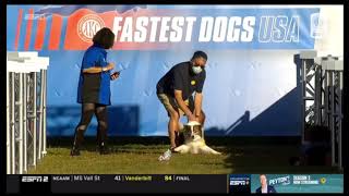 SwiftPaws on Fastest Dogs USA [upl. by Narag]