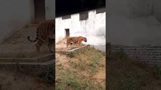 youtubeshortsductingworkductingmachineduct dosto aaj ghumne gya tha zoo ma ab bhidekh lo tiger [upl. by Behah819]