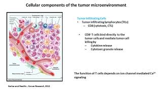 Defects in potassium channels contribute to reduced immune surveillance in cancers [upl. by Meesak73]