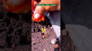 Tomatoes 🍅🍅🍅growing timelapse viral short tomatoes plants timelapse shorts [upl. by Namas]