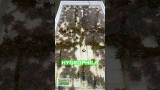 NEW HYGROPHILA COMPACT BASIN SETUP [upl. by Larcher474]