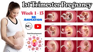 1st Trimester Pregnancy  3DPregnancy Week 1  13  Fetaldevelopment  Week By Week Pregnancy [upl. by Anyrtak]