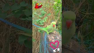 Smart talking parrot 🥰 ♥️ short ytshort mithu [upl. by Emad]