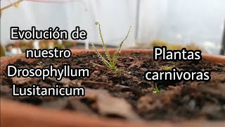 Drosophyllum lusitanicum  Primeros 30 días [upl. by Nolyarg]