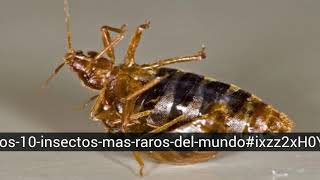 Les 10 insectes les plus rares au monde [upl. by Kristoforo687]