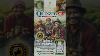 maxxiagri  recommended fungisida QUINZEB 80WP PANEN KENTANG HASIL MAXXIMAL shorts [upl. by Enyrehtac]