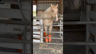 Beautiful palomino horses american quarterhorses [upl. by Jefferey]