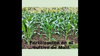 Fertilización en el cultivo de maíz [upl. by Oiramrej]