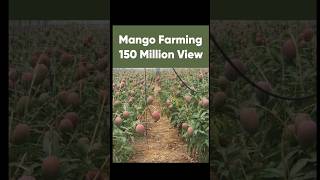 mango farming  Indian Farmer  yummyfarm  farmya  TechnicalFarming satisfying sorts ytshorts [upl. by Nayhr451]