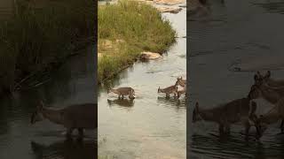 Waterbuck Jumping a River 🦌🦌🦌🦌🦌 wildlife animals nature [upl. by Sherm]