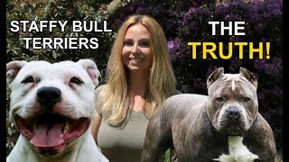 STAFFORDSHIRE BULL TERRIERS  THE TRUTH [upl. by Faun]