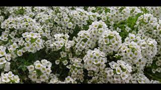 Watering Carpet Of Snow Alyssum Flower [upl. by Ahsitil249]