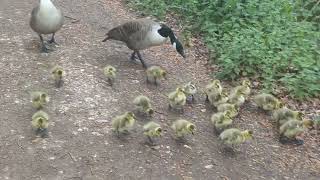 21 Goslings on Basingstoke Canal [upl. by Epner]