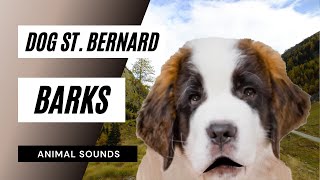 Dog St Bernard Barks  saint bernard dog saint bernard barking [upl. by Pulcheria]