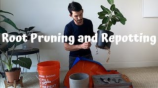 Root Pruning and Repotting my Ficus Audrey Benghalensis [upl. by Gerladina]