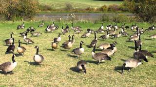 Bernaches du CanadaCanada Geese [upl. by Nomrej]