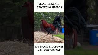 Top Gamefowl of the year 2024 short gamefowl rooster [upl. by Hopkins]