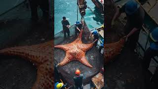 Fishermen caught a giant starfish oceanmysteries fishing fishingdiscoveriesGiantSeaCreatures [upl. by Leunamnauj]