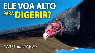 URUBUS VOAM ALTO para DIGERIR Araraazul não é azul  FATOS e FAKES do Planeta Aves [upl. by Mariande]