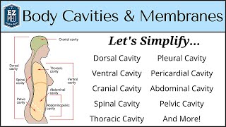 Body Cavities and Membranes Drawn and Defined Anatomy Physiology [upl. by Nreval]