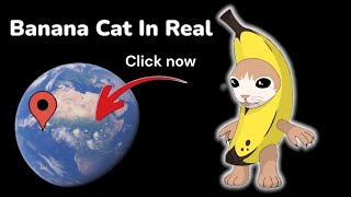 Banana Cat In Real 🍌🐈on google maps and google earth 🌍 shorts worldyguy2m [upl. by Kancler33]